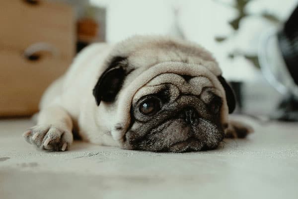 A picture of a sad pug puppy, probably because he hasn't had any dog training.