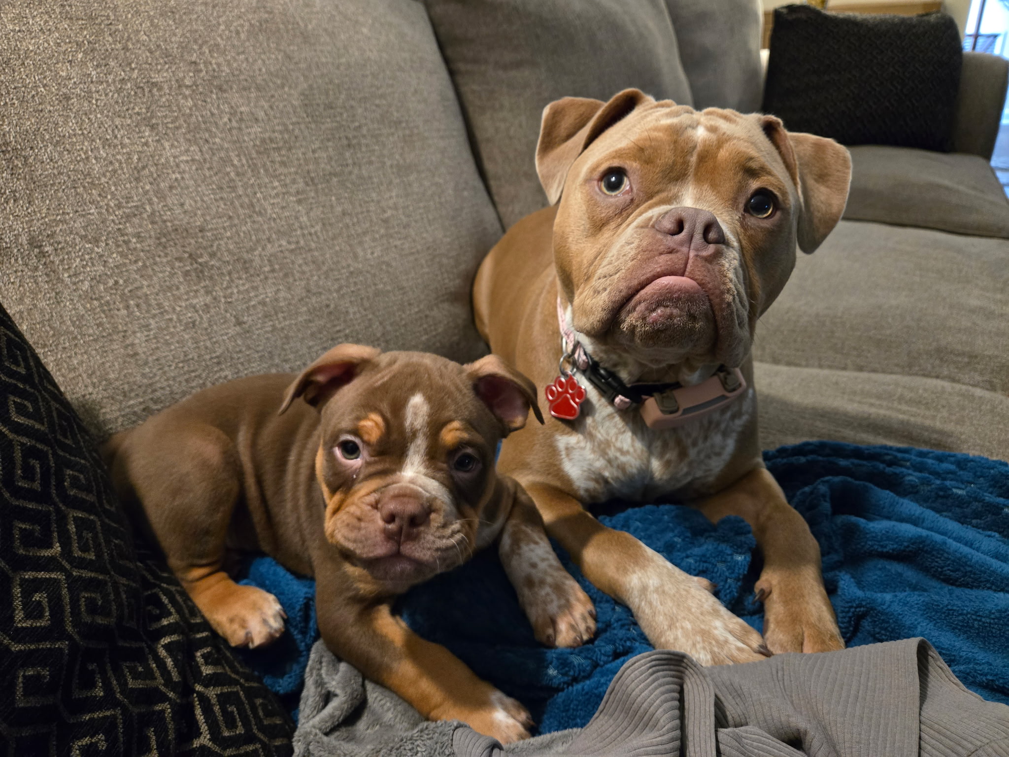 puppy and dog training Jacksonville
