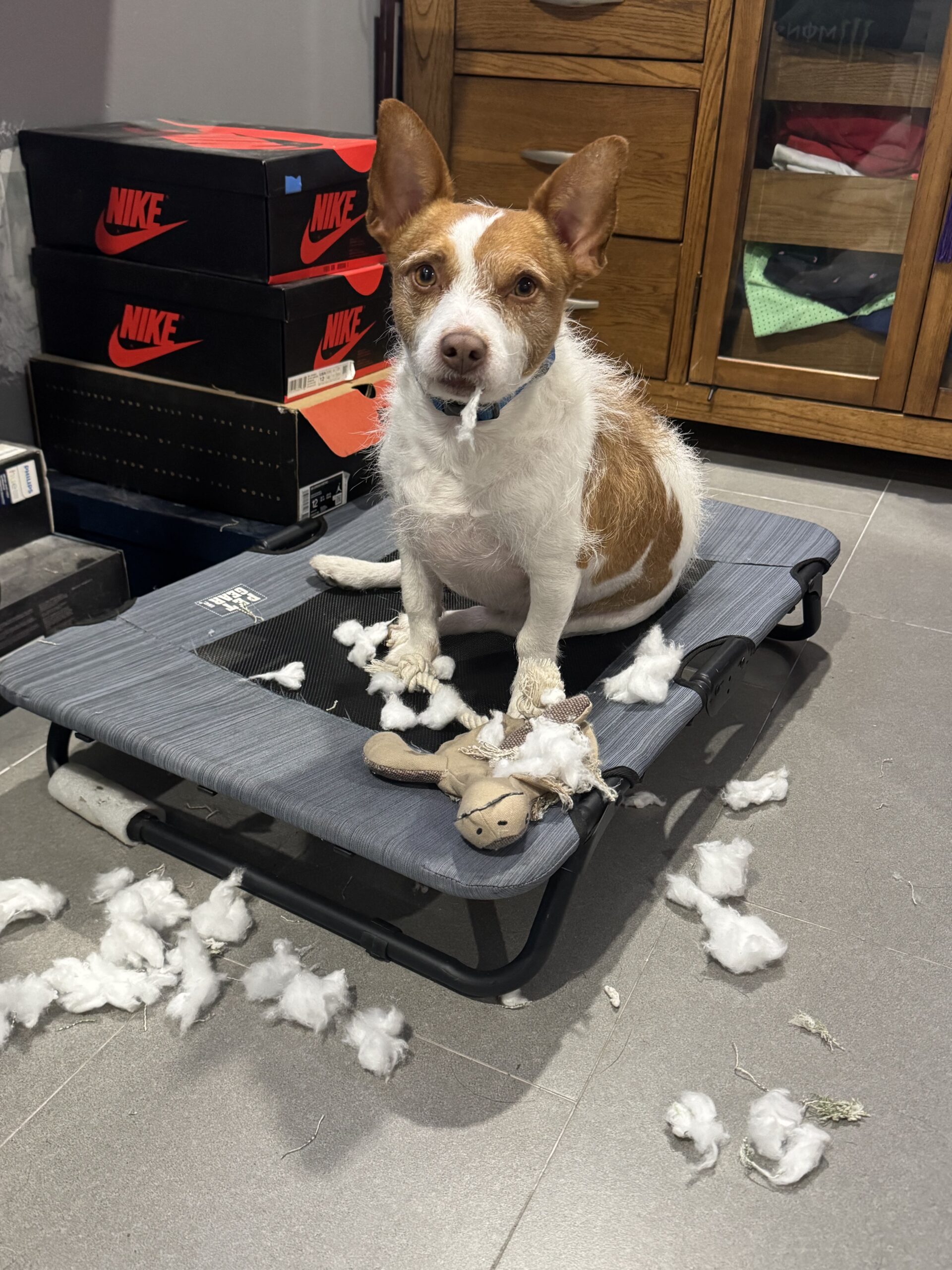 dog chewing Jacksonville