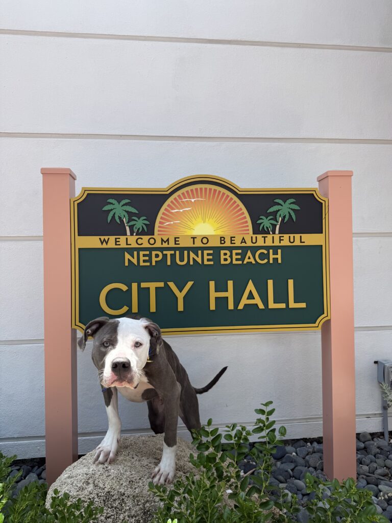 puppy training Jacksonville