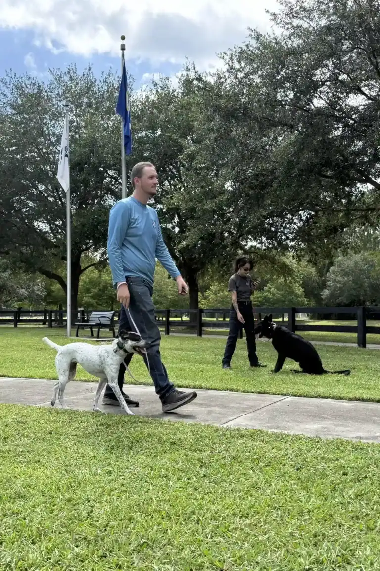 Dog Socialization Training in St Johns