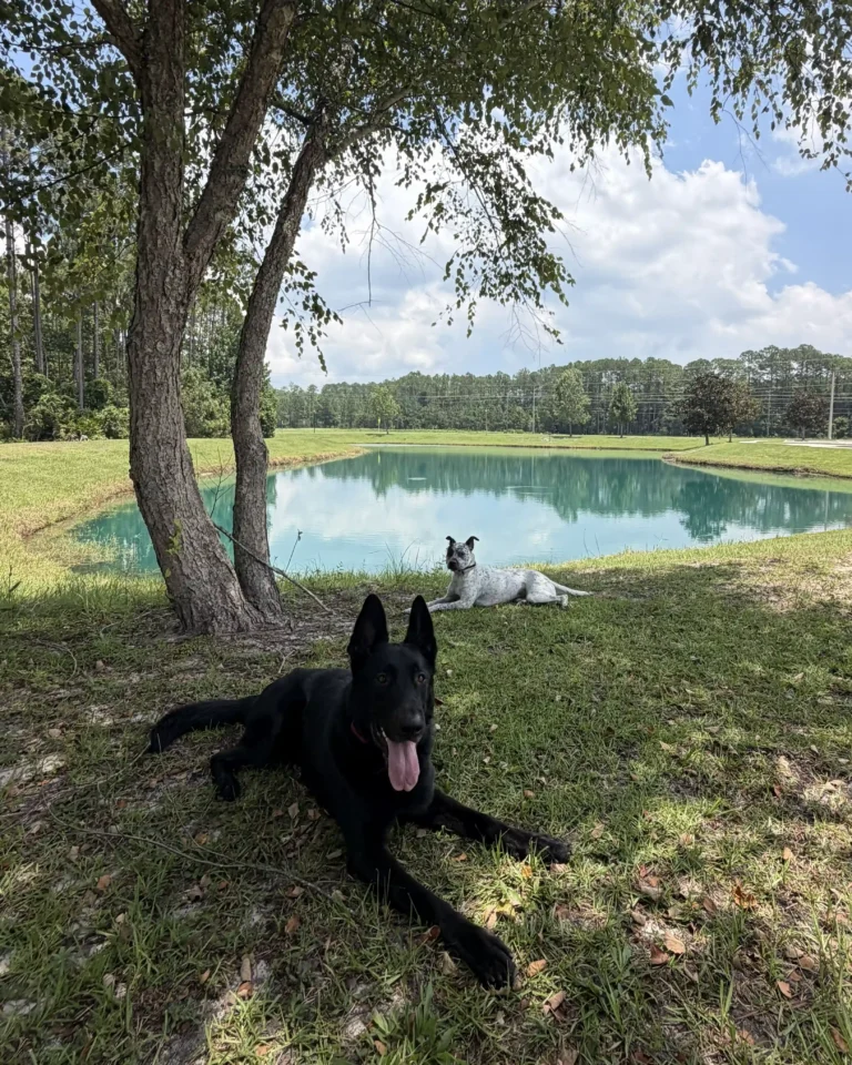 Dog Training Durbin Crossing Park St Johns Julington Creek
