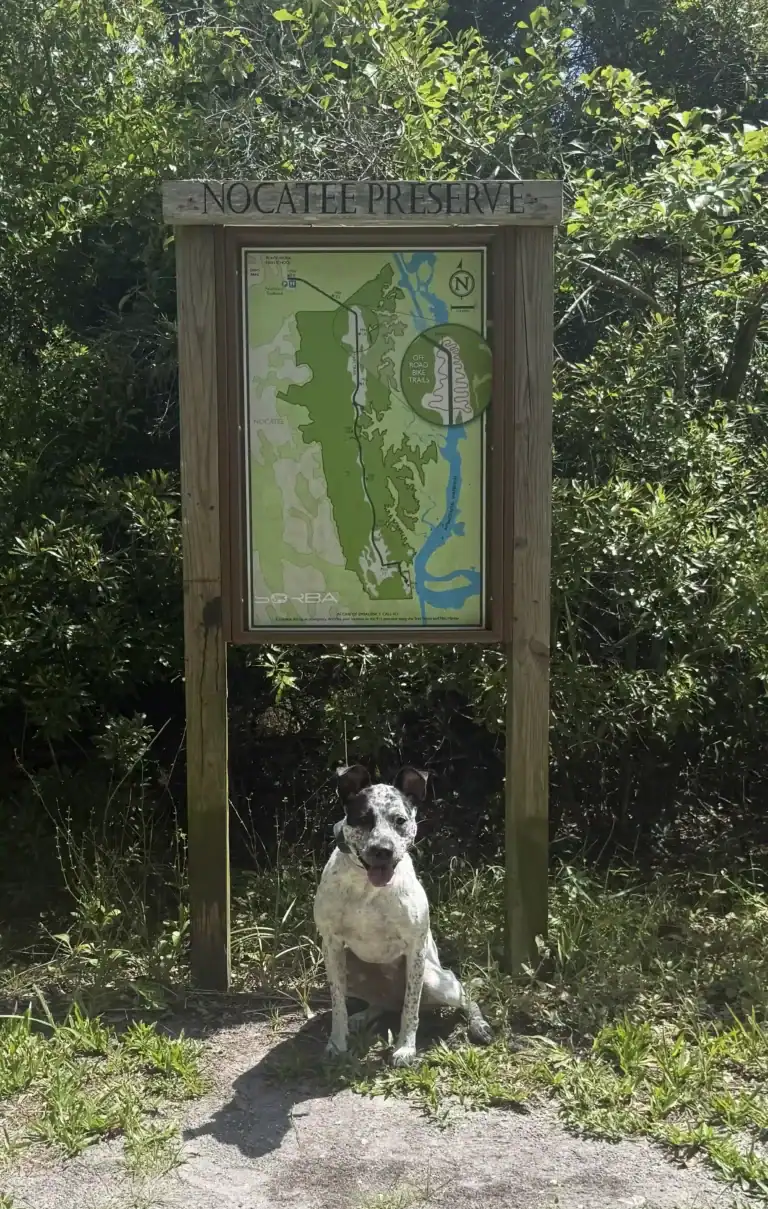 Dog Training Nocatee Preserve