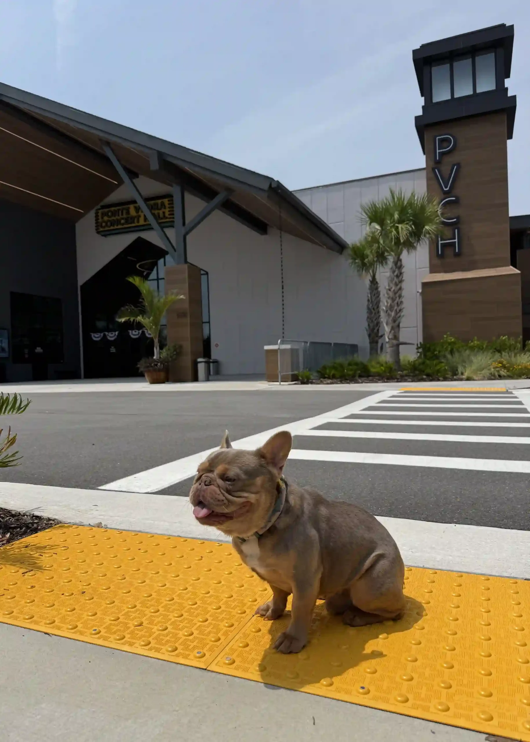 Dog Training Ponte Vedra Concert Hall