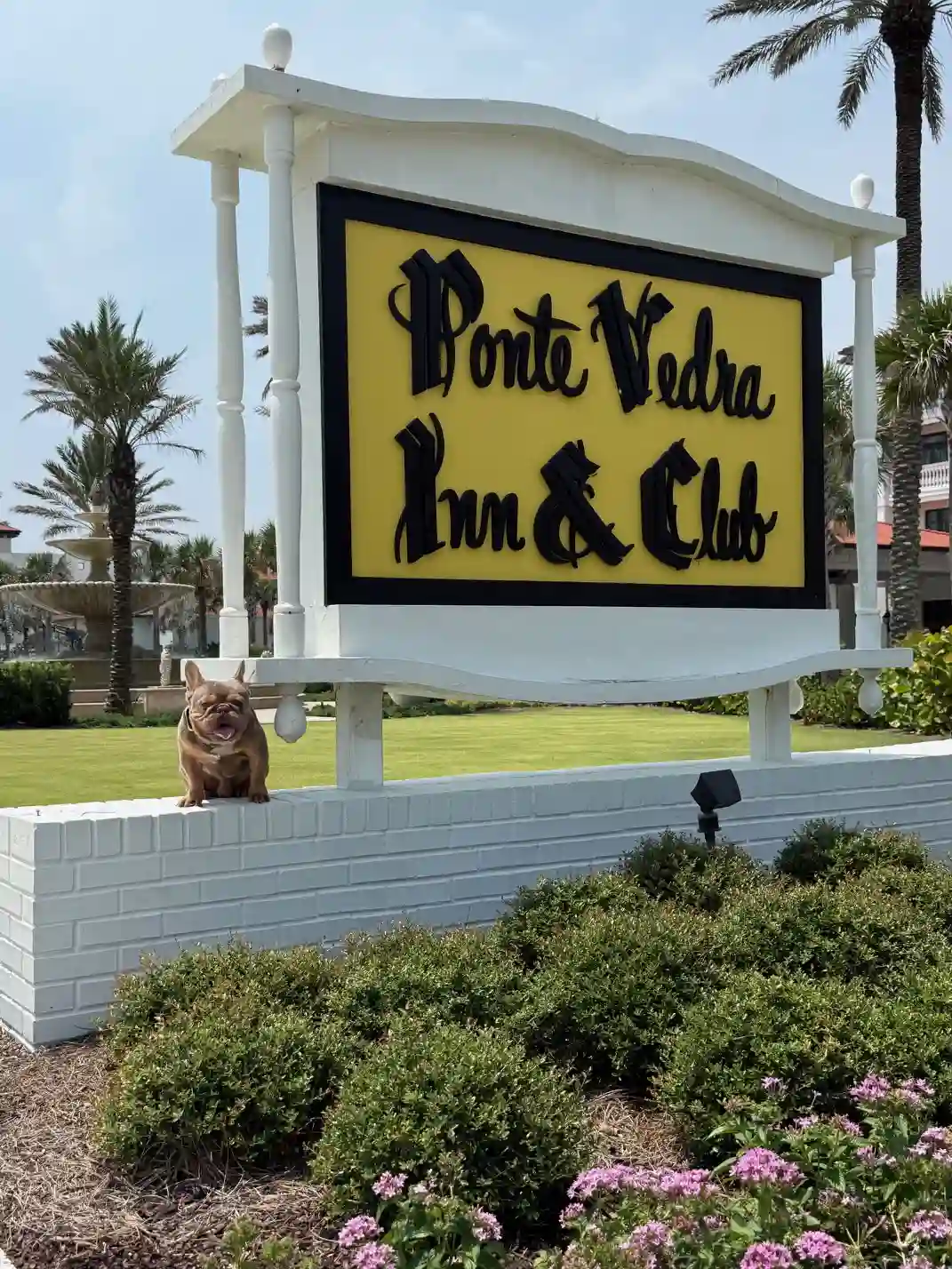 Dog Training in Ponte Vedra