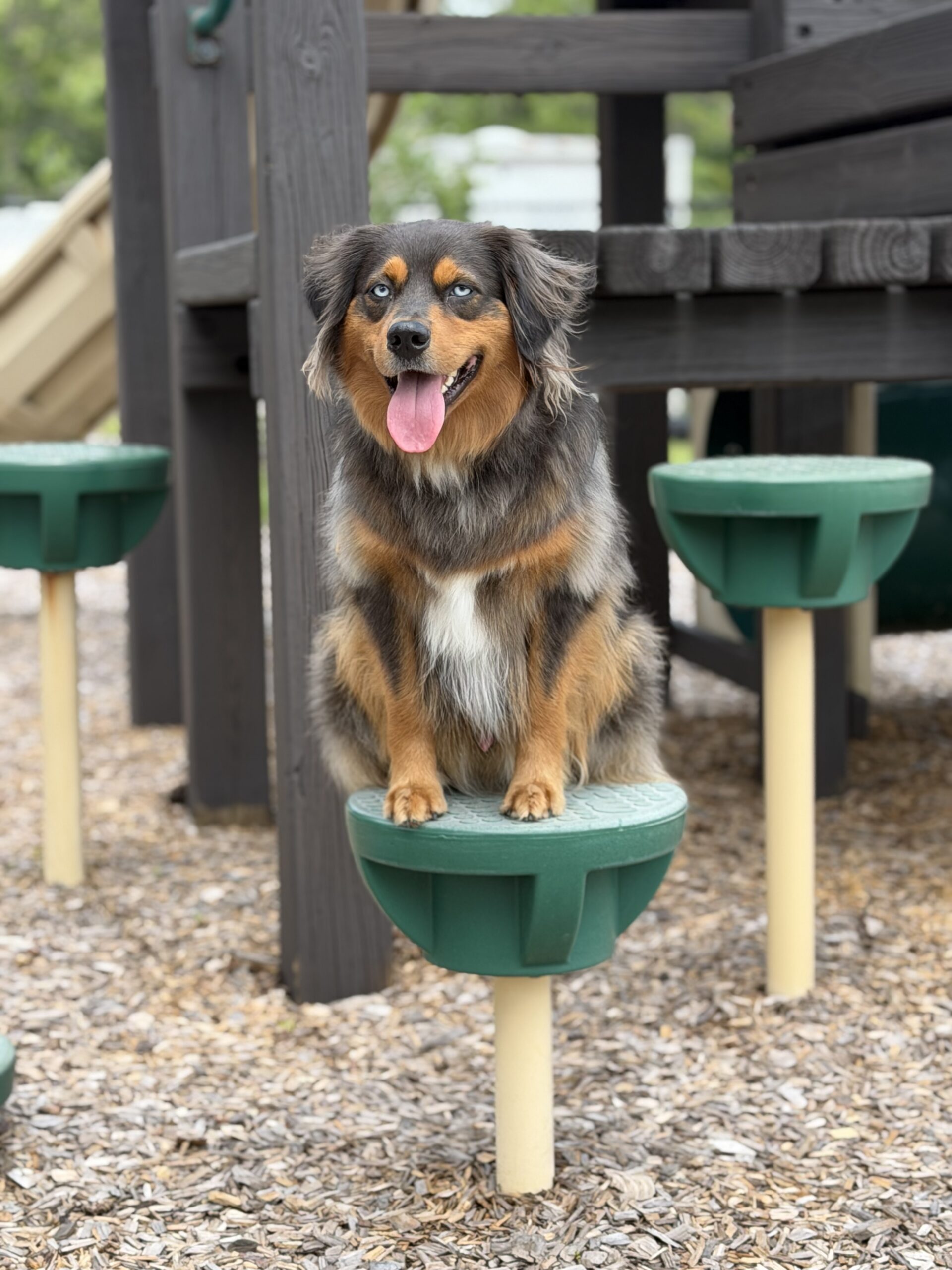dog training Jacksonville