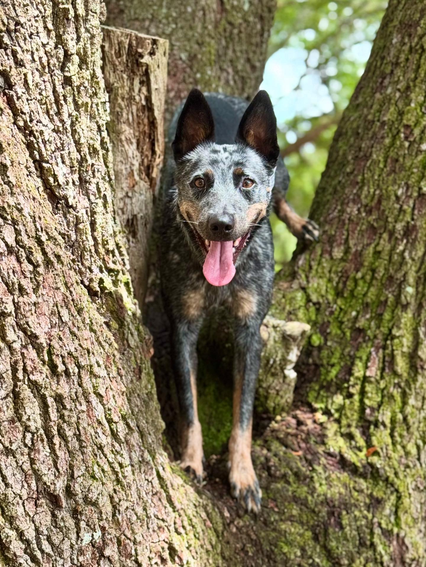 dog training Jacksonville