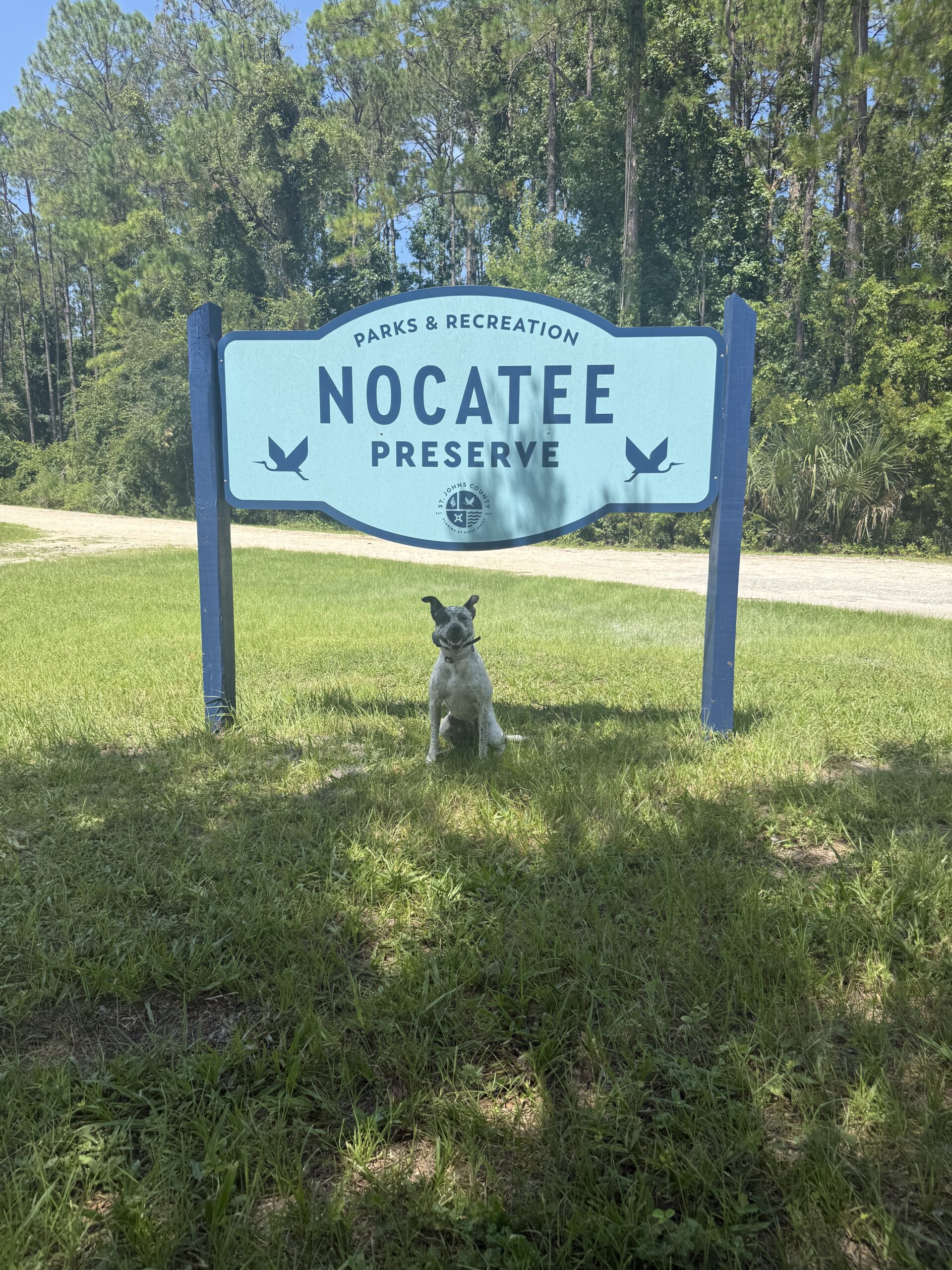 dog training Jacksonville