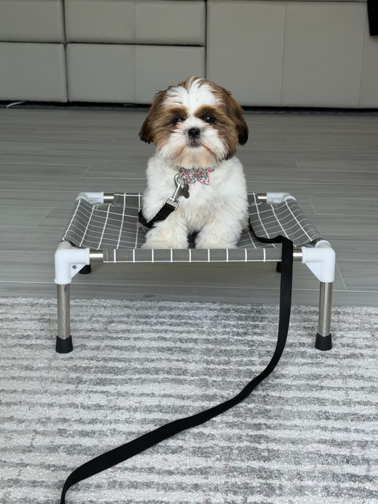 leash training Jacksonville