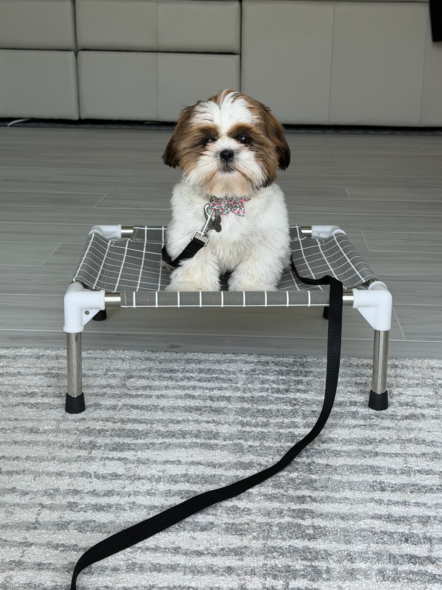 leash training Jacksonville