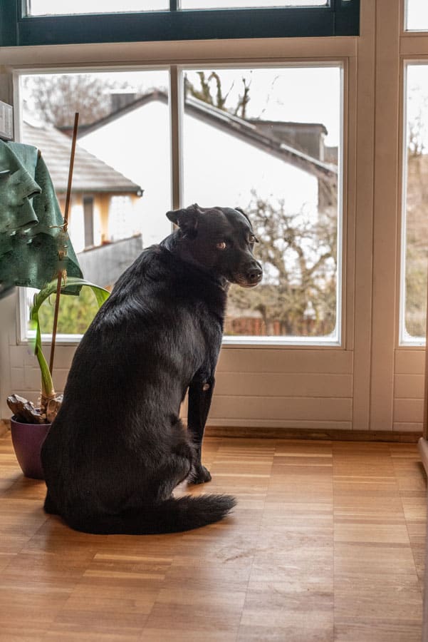 An anxious dog that needs some dog training in Jacksonville, FL