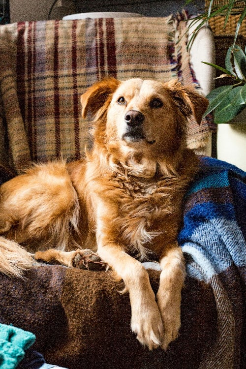 A golden retriever looking peaceful on his chair, after being trained from by the best dog trainer in Jacksonville