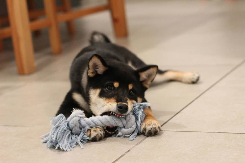 A small dog chewing on a toy, prior to behavioral training in Jacksonville