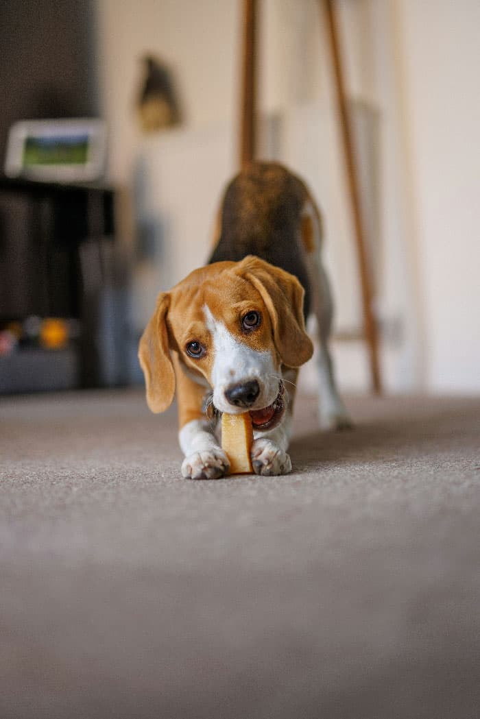 A puppy chewing on a bone, after puppy training in Jacksonville, FL