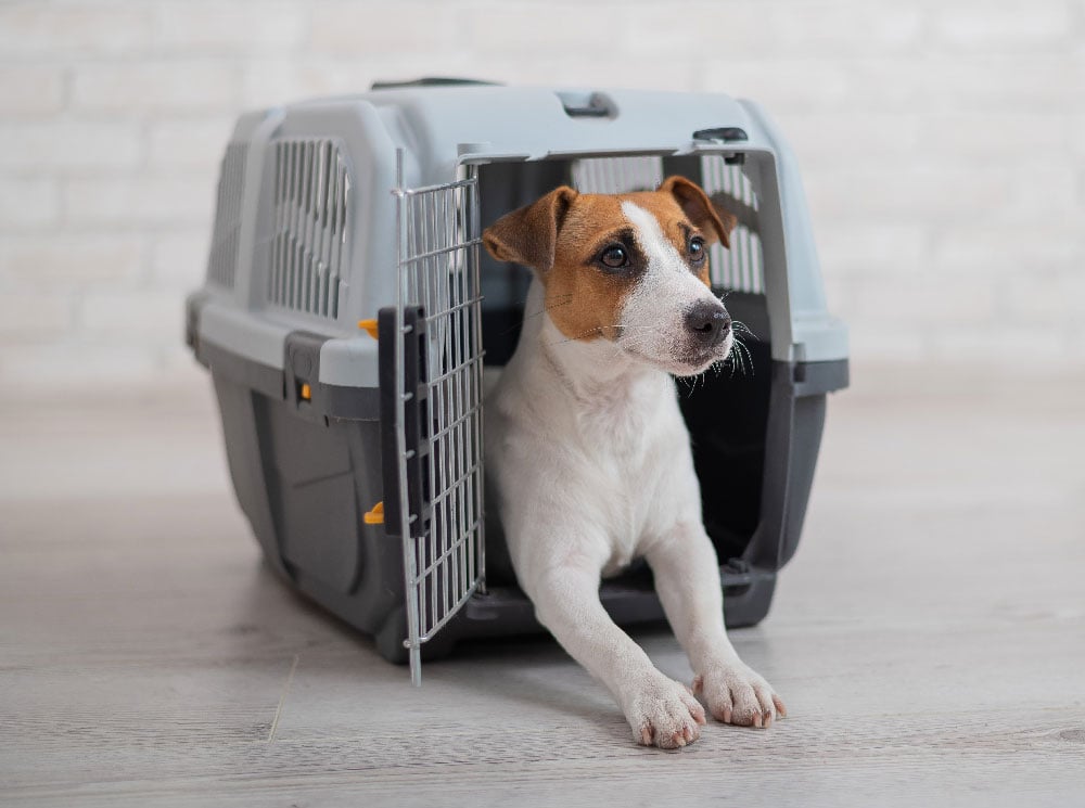 A trained dog sitting in his crate.