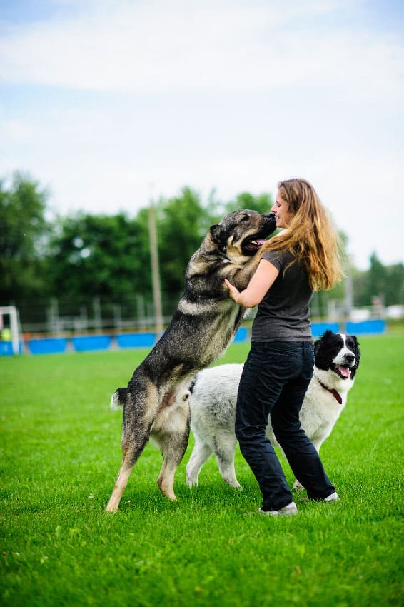 Dog jumping up to greet people prior to dog training in Jacksonville, FL