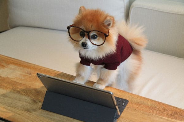 A cute dog signing a training contract to procure dog training services in Jacksonville, FL