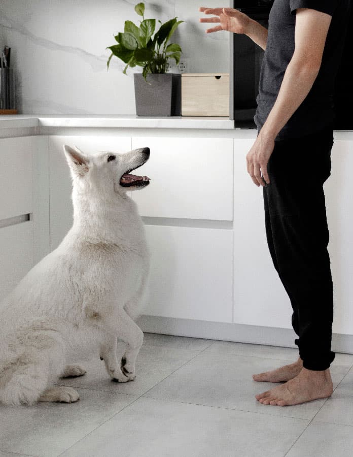 Dog sitting at home after being trained by the best dog trainer in Jacksonville, FL