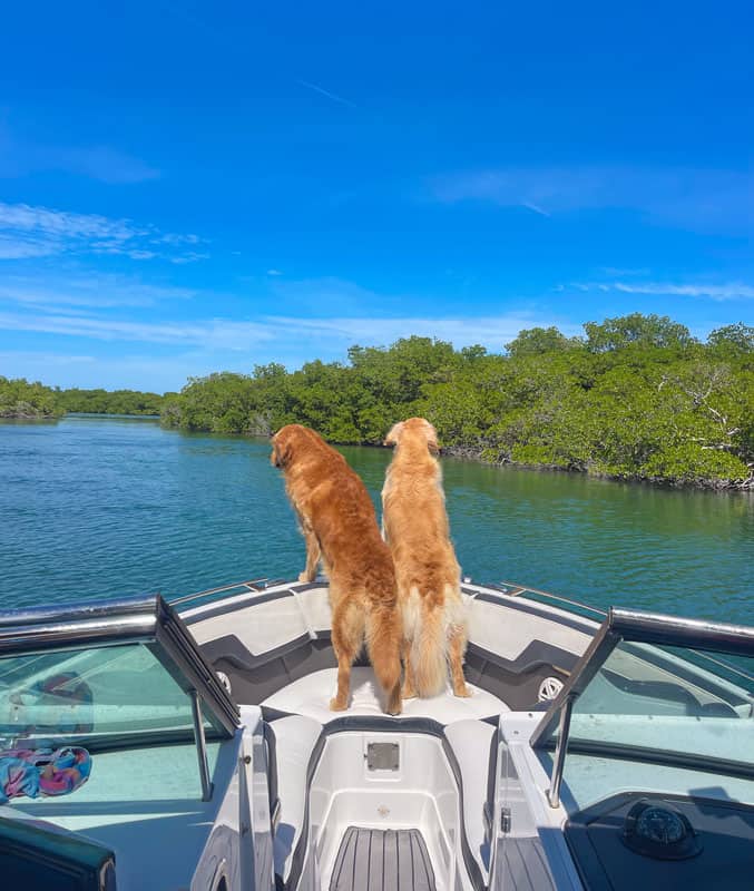 Two dogs on a boat after receiving dog training in Avondale, FL