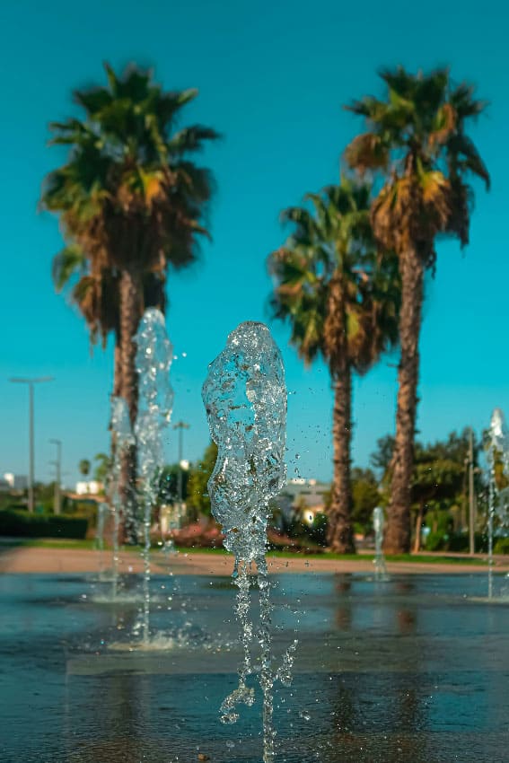 A lovely dog park for dog training in Jacksonville