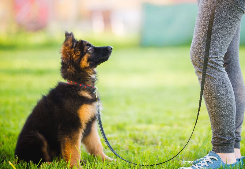 A young puppy experiencing dog training services in Jacksonville, FL.