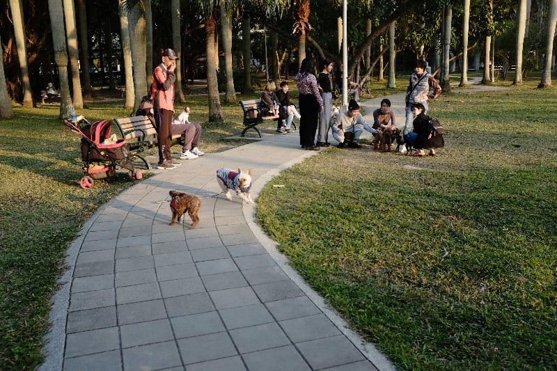 A group of good dogs sitting nicely in a park after receiving dog training in Jacksonville