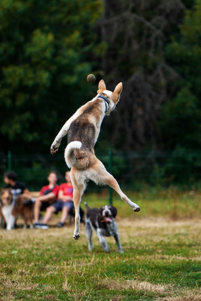 A happy husky playing fetch in a park after receiving dog training in Jacksonville