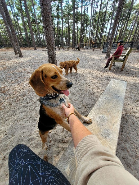A happy beagle playing in a park after receiving dog training in Jacksonville