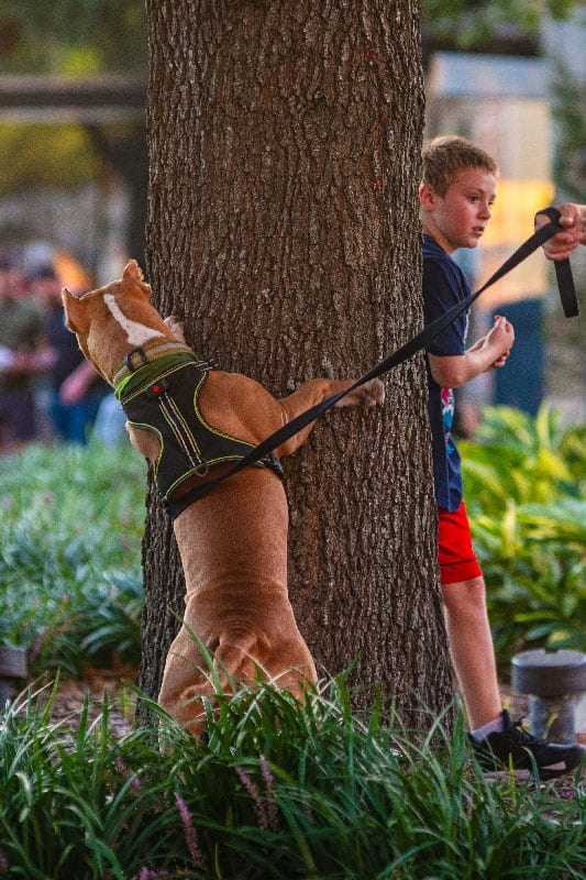 A dog hiding behind a tree in a park after receiving dog training in Jacksonville