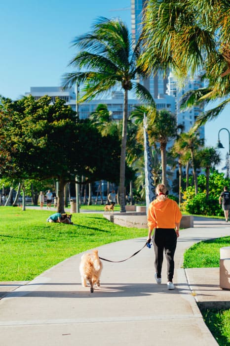 A woman and her dog walking calmly in a park after receiving dog training in Jacksonville