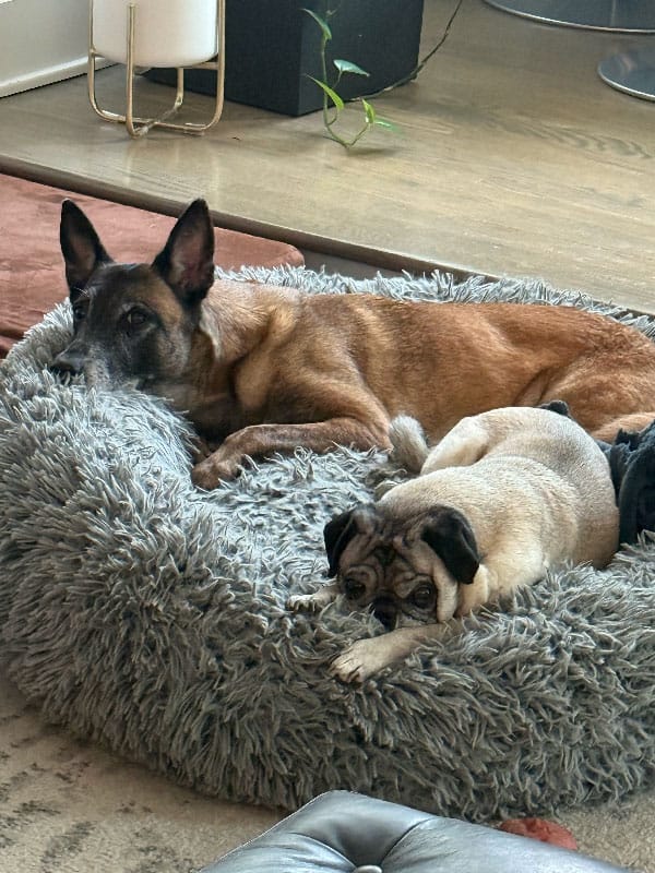 A happy smiling pair of dogs who are glad their parents purchased dog training in Jacksonville, FL