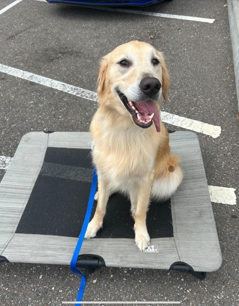 A happy labrador dog who is sitting nicely on his bed, after successful dog training in Jacksonville, FL.