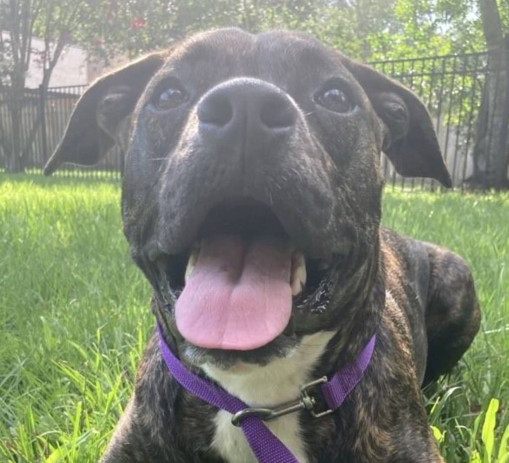 Depicts Izzy, a dog trained by Sit Happens Jacksonville, sitting on nicely on some grass with her tongue out.