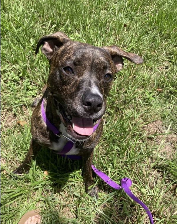 Depicts Izzy, a dog trained by Sit Happens Jacksonville, sitting on nicely on some grass.