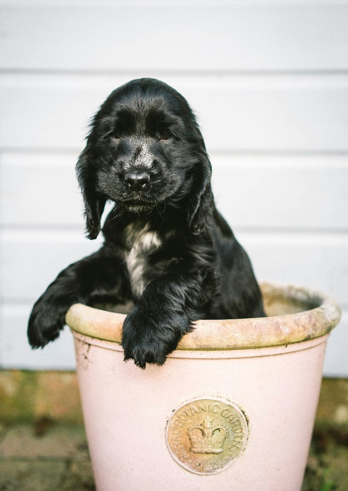 A dog in a pot, used as a feature image for our dog potty training services in Jacksonville