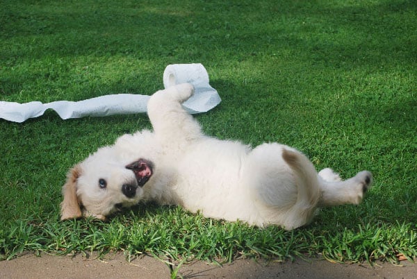 A potty-trained puppy rolling in the grass with some toilet paper