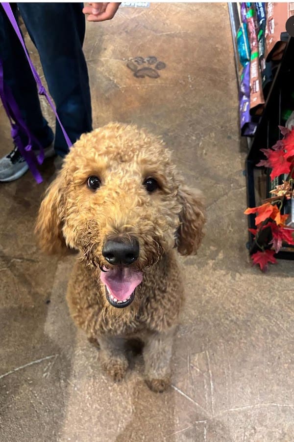 Depicts Rosé, a dog trained by Sit Happens Jacksonville, sitting nicely.