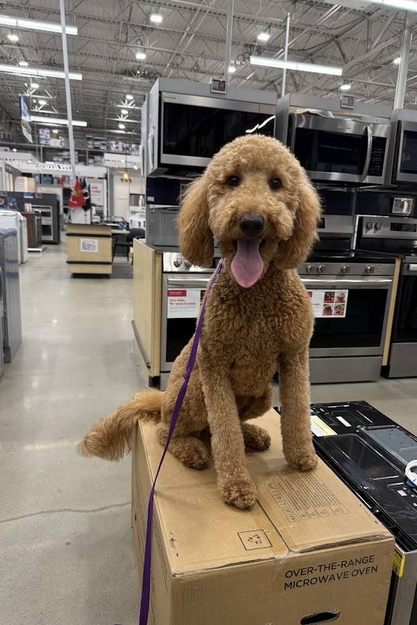 Depicts Rosé, a dog trained by Sit Happens Jacksonville, sitting on nicely a box.