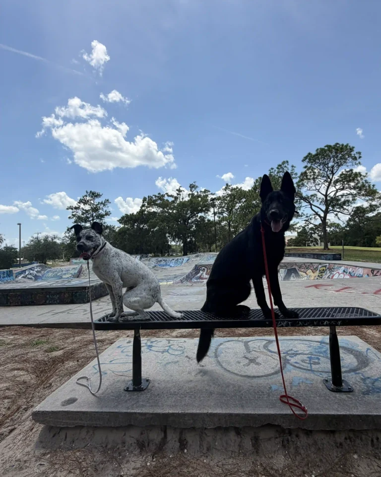 Dog Training Ed Austin Park Arlington