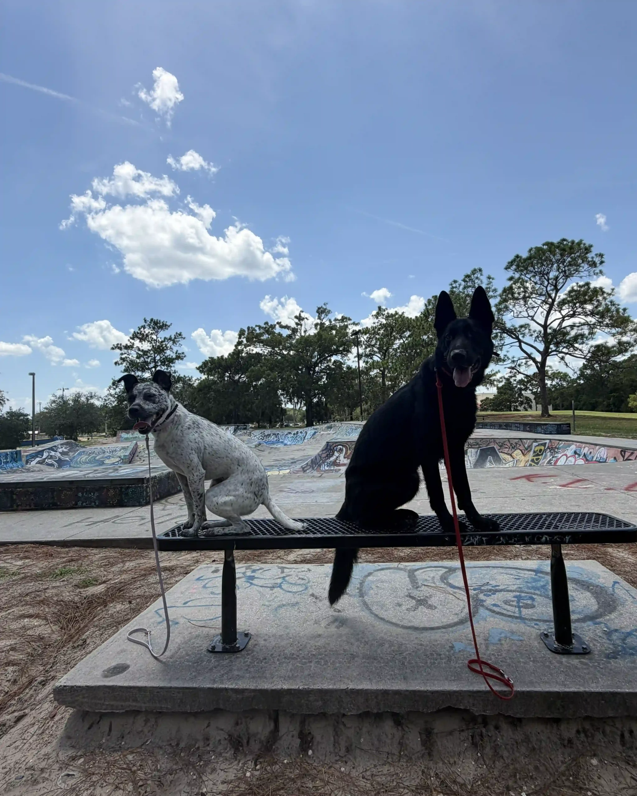 Dog Training Ed Austin Park Arlington