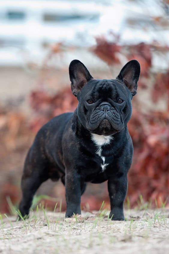 French Bulldog, ready for private dog training in Jackcsonville.
