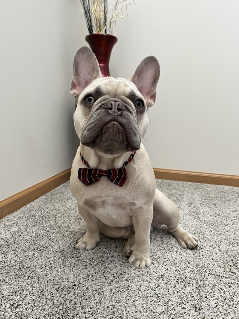 Frenchie training Jacksonville