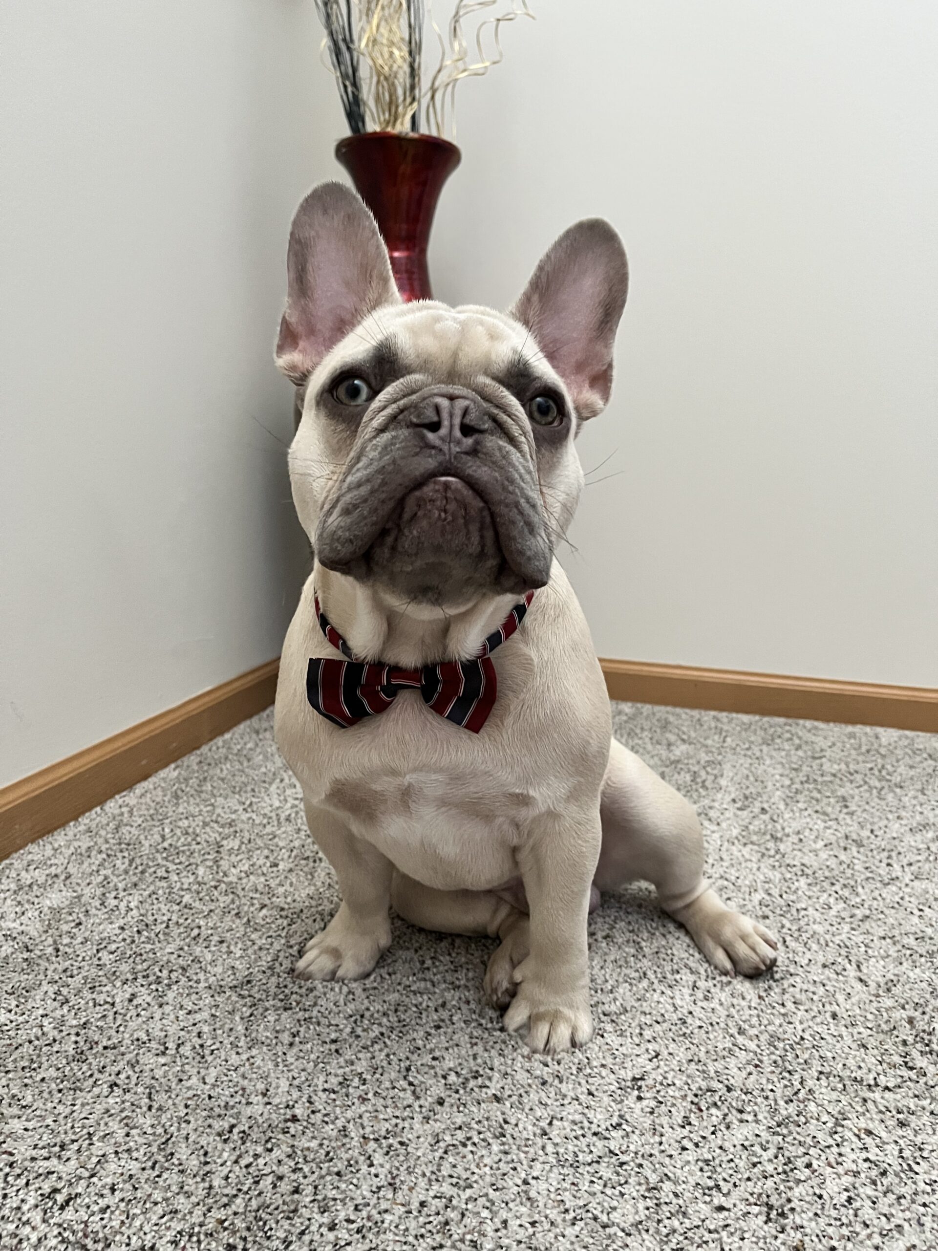 Frenchie training Jacksonville