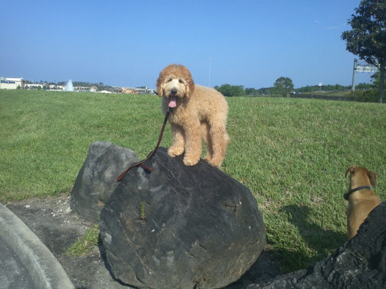 Adorable dog placing on a boulder in Jacksonville, FL.