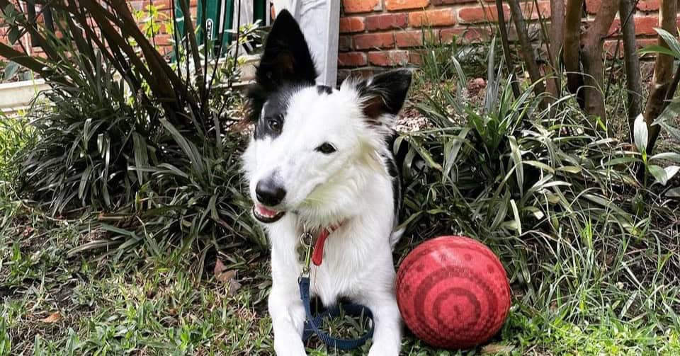 Dog training session with a Border Collie puppy outdoors in Jacksonville.