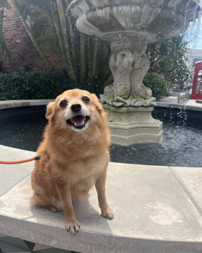 Happy Dog by a fountain in Jacksonville, FL