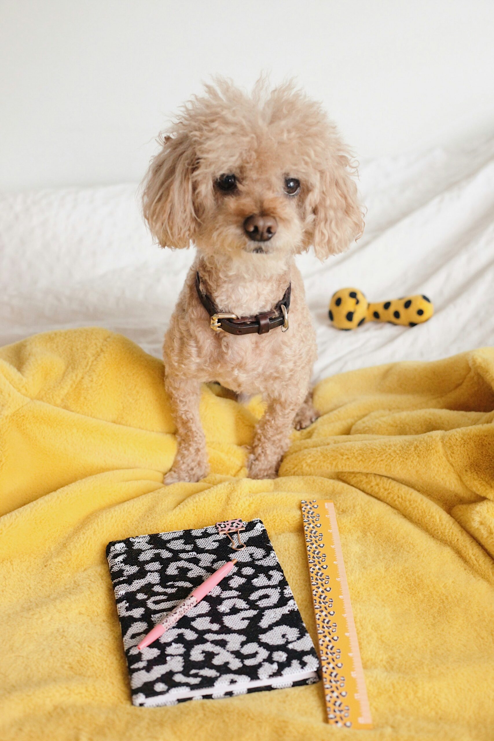 dog behavioral training Jacksonville