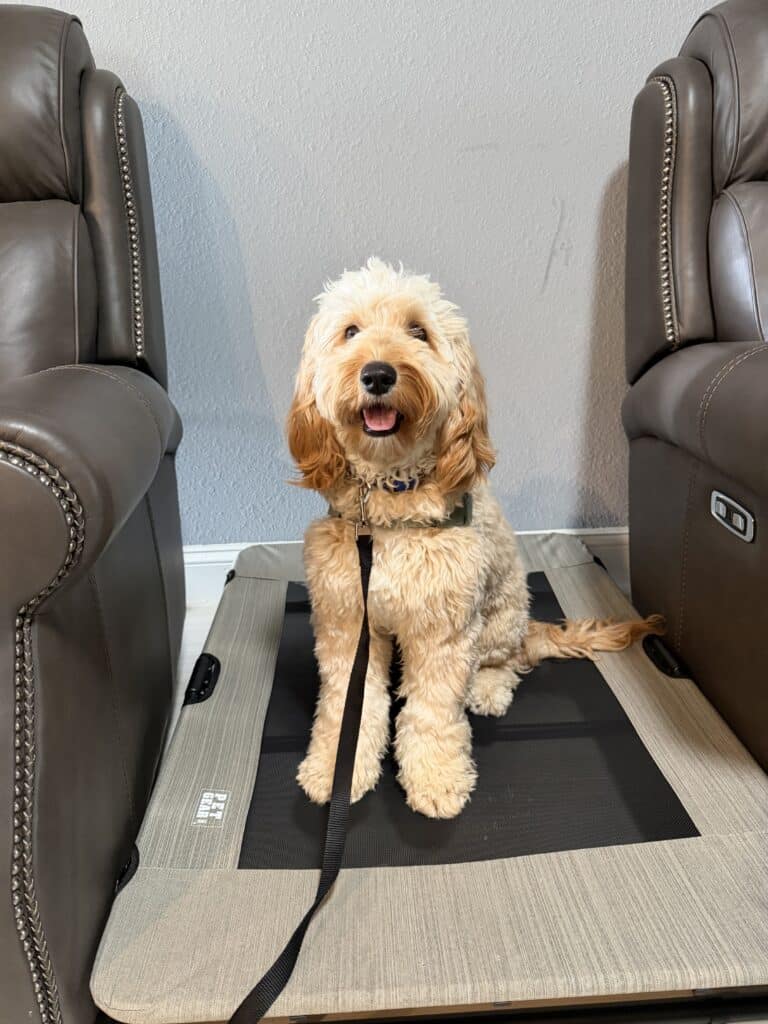 puppy potty training Jacksonville