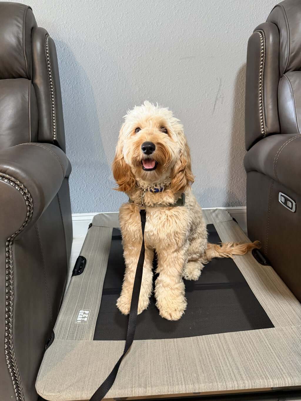 puppy potty training Jacksonville