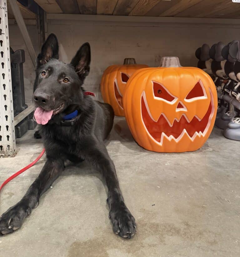 Halloween dog training Jacksonville